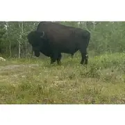 Save 19.99%! Bison Highway Wildlife Tour