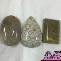 在飛比找蝦皮商城優惠-珊瑚玉 天然珊瑚化石 E組 尊貴權勢幸福與永恆 事業的瑞寶《