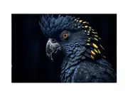 Cockatoo The Black Bird Canvas Print