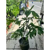 在飛比找蝦皮購物優惠-霏霏園藝  大目價釋迦 1尺美植袋 1200元原價1590元