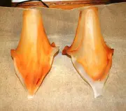 Signed Pair of Hand Made Mout Blown Glass Tulip Shades Brown