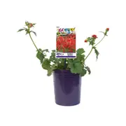 140mm Jazzy Geum - Geum scarlet Tempest