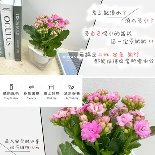 【含苞現貨】【小品文化】長壽花 4吋透明懶人盆栽 觀花植物 加水更方便 自動吸水 水培 創意花盆 居家辦公盆花 種子