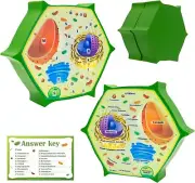 Cross Sectional Foam Plant Cell Model | Great for Adult Learning & Teaching