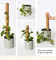 Coconut palm sticks for plant climbing with sticks Extendable and deformable coc