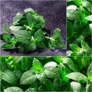 Tulsi - Temperate (Kapoor - Holy Basil) seeds