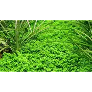 Micranthemum Monte Carlo Pot - Type 2 For Fish Shrimp Snail Tank Aquarium