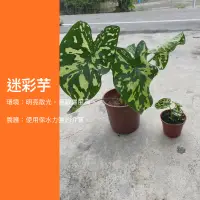 在飛比找蝦皮購物優惠-5吋 迷彩芋 龜背芋 電信蘭 觀葉植物 網紅植物 室內植物 