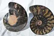 Large BLACK PAIR Ammonite Crystal XLRG 155mm Dinosaur FOSSIL 6.2" n2331uu