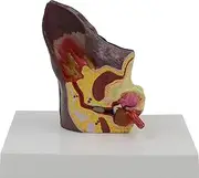 Dual-Side Canine Ear Anatomy Model - Normal & Pathological PVC Veterinary Teaching Tool with Hand-Painted Details | 3D Dog Ear Demonstration Model for Classroom, Clinic & Veterinary Education