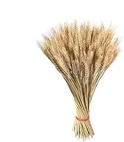 Dried Wheat | 100X Dried Wheat Sheaves | Natural Dried Wheat Stalks Wheat Bunch Dried Wheat Sheaves Dry Wheat for Home Decor 21.7 Inch