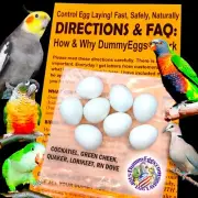 Dummy Eggs COCKATIEL PLASTIC BIRD EGGS STOP LAYING! 8 Realistic Fake Quaker GCC