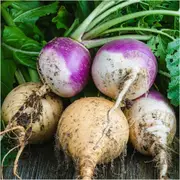 Turnip - Heirloom Mix seeds