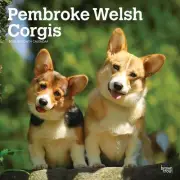 BrownTrout, Welsh Corgis Pembroke 2025 Wall Calendar