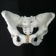 Life Size Female Pelvis Skeleton Model - Anatomical Human Medical Anatomy