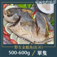 在飛比找蝦皮購物優惠-野生金鯧魚(紅杉)500-600g【北海漁鋪】