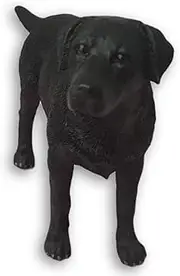 Leonardo Collection Labrador Figure, Stone, Black, 18 x 5 x 11 cm