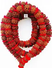 5 Mukhi 55 Beads Panchmukhi Rudraksha Kantha Guru Siddha Mala (18-20mm, Brown)