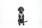 MOG AND BONE NEOPRENE HARNESS GREY DOG MEDIUM