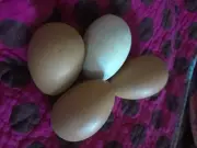 Wooden SET OF 4 NEW WOODEN EGGS . Great condition