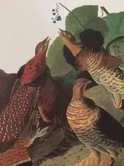 Ruffed Grouse Audubon Bird Print Picture Plate 120