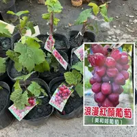 在飛比找蝦皮購物優惠-田尾玫瑰園 l 【無核葡萄新品種】浪漫紅顏葡萄、美和姬葡萄【