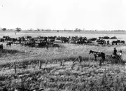 Warracknabeal District Victoria 1915 - Neighbours helping Tom Lync- Old Photo