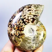 365g Collection ! Natural Ammonite Shell Fossil Crystal Specimen Madagascar
