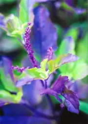 Postcard Rob Cardillo, Photographer "Tulsi" (Holy Basil) 2022 MINT Unused