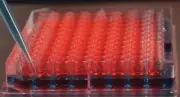 NuncEdge™ 96-Well, Nunclon Delta-Treated, Flat-Bottom Microplate, Sterile, 50/CS