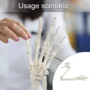 Medicals Anatomical Model Human Skeleton Arm Skeletons Study Arm Model Life Size