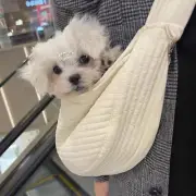Puppy Travel Mesh Pet Dog Carrier Backpack Front Travel Portable Shoulder Bag