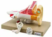 Eisco Labs Three Part Human Ear Model, 2 Times Enlarged