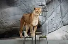 3D Stone Lion Wallpaper Wall Mural Removable Self-adhesive 158