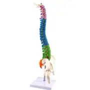 45cm Anatomical Skeleton Spine Anatomy Model Anatomical Spinal Model