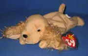 TY SPUNKY the COCKER SPANIEL BEANIE BABY - MINT with MINT TAG