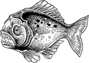 Semi-Permanent Tattoo,Piranha DC-SHY-BB082,Fish Tattoos,Lasts 1-2 Weeks,Real Tattoo Look,Resilience,Water-Resistant,18 x 11 cm
