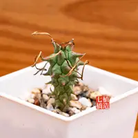 在飛比找蝦皮購物優惠-鬥牛角大戟｜Euphorbia schoenlandii ｜