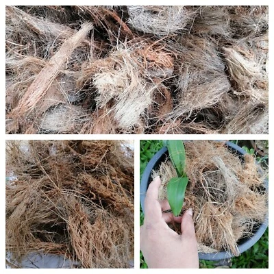 Organic Dry Coconut Husk fiber 100% Natural Coir Orchids Anthurium Growing Media