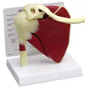 Shoulder Joint Muscled GPI Anatomical Model LFA#1810 Make Us an Offer! See VIDEO