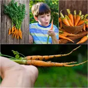 Carrot - Little Finger seeds