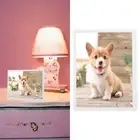 US Plug Digital Photo Frame 15in HD Video Music Playback Electronic Picture New