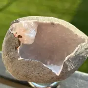 236g Apophyllite Druzy Geode Crystal