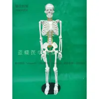 在飛比找蝦皮購物優惠-(MD-B_0520)高級人骨素描模型85cm 人體模型 醫
