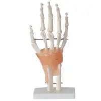 在飛比找蝦皮商城優惠-醫學人體手關節模型 附韌帶手關節模型 手骨尺骨橈骨模型 人體