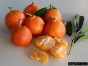 Dwarf Citrus Trees - Oranges Lemons Limes | Scion Rootstock