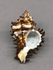 Chicoreus cichoreum 70.5 mm, sea shell, endive murex, collectible shells