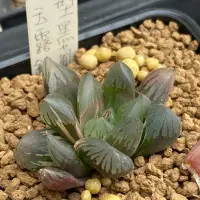 在飛比找蝦皮購物優惠-多肉植物 百合科 大型黑葡萄玉露錦 美斑