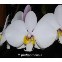 在飛比找蝦皮購物優惠-🌹馥馨花舍🌹P. philippines 菲律賓蝴蝶蘭 觀葉