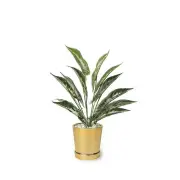 Taro Leaves Pot